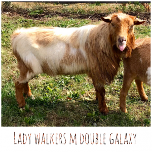 Lady Walkers M Double Galaxy