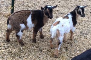 K3 and K4 - Unregistered Wethers
